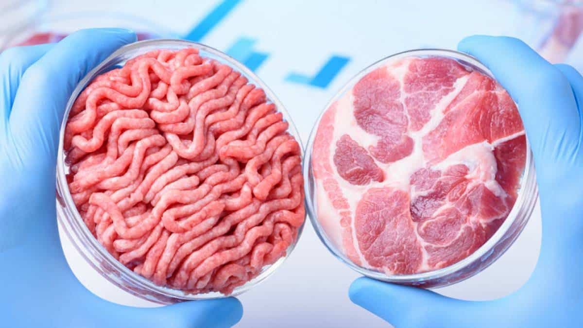 Carne artificial ou in vitro: Solução para o futuro?